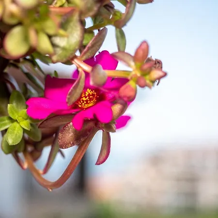 ホテル Buongiorno! Premium 2*