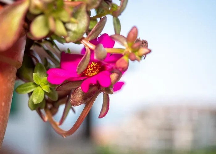 מלון Buongiorno! Premium 2*